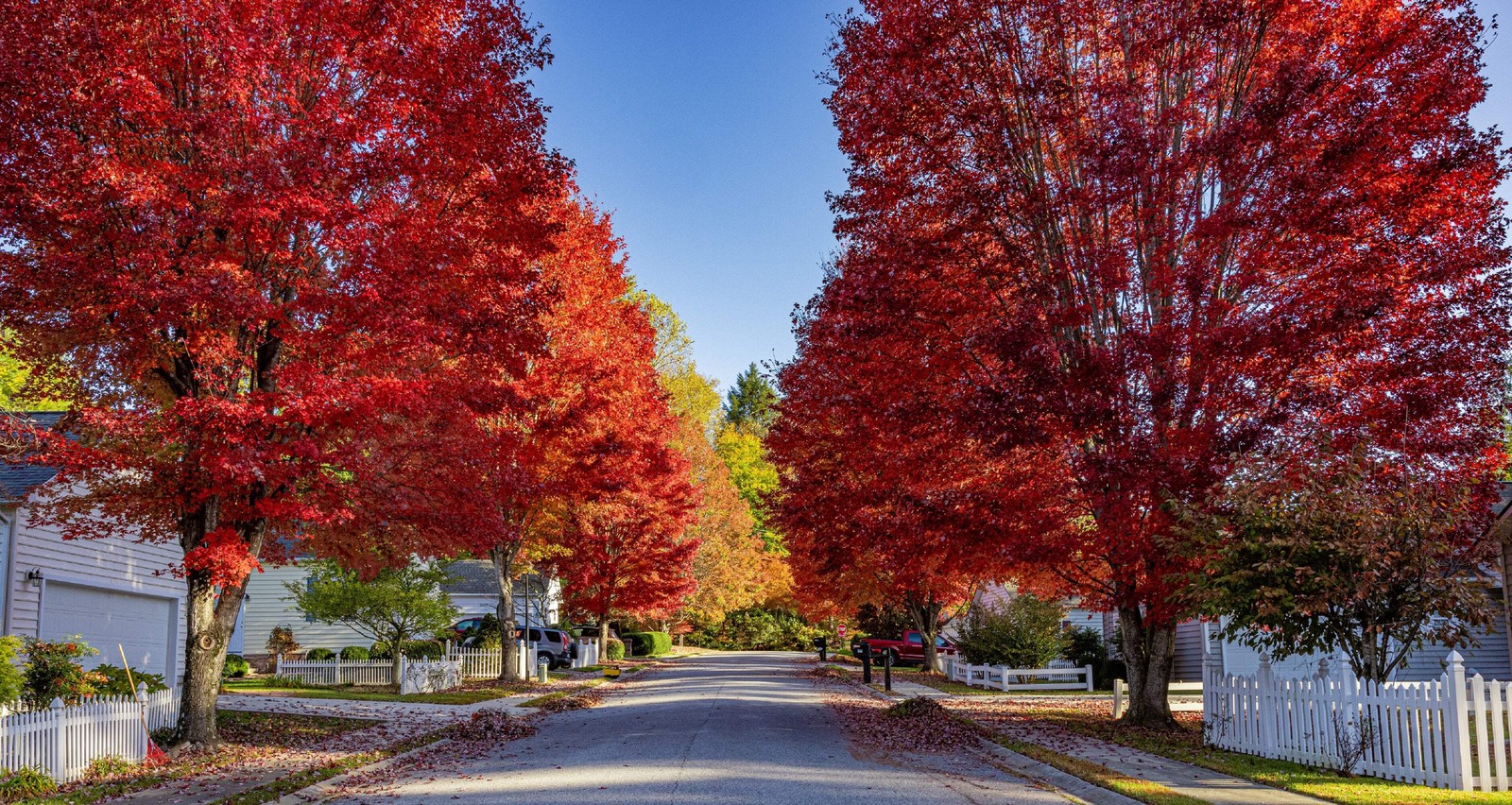 25 SUGAR MAPLE SYRUP TREE Native Rock Fall Color Acer Saccharum Seeds *Comb S/H