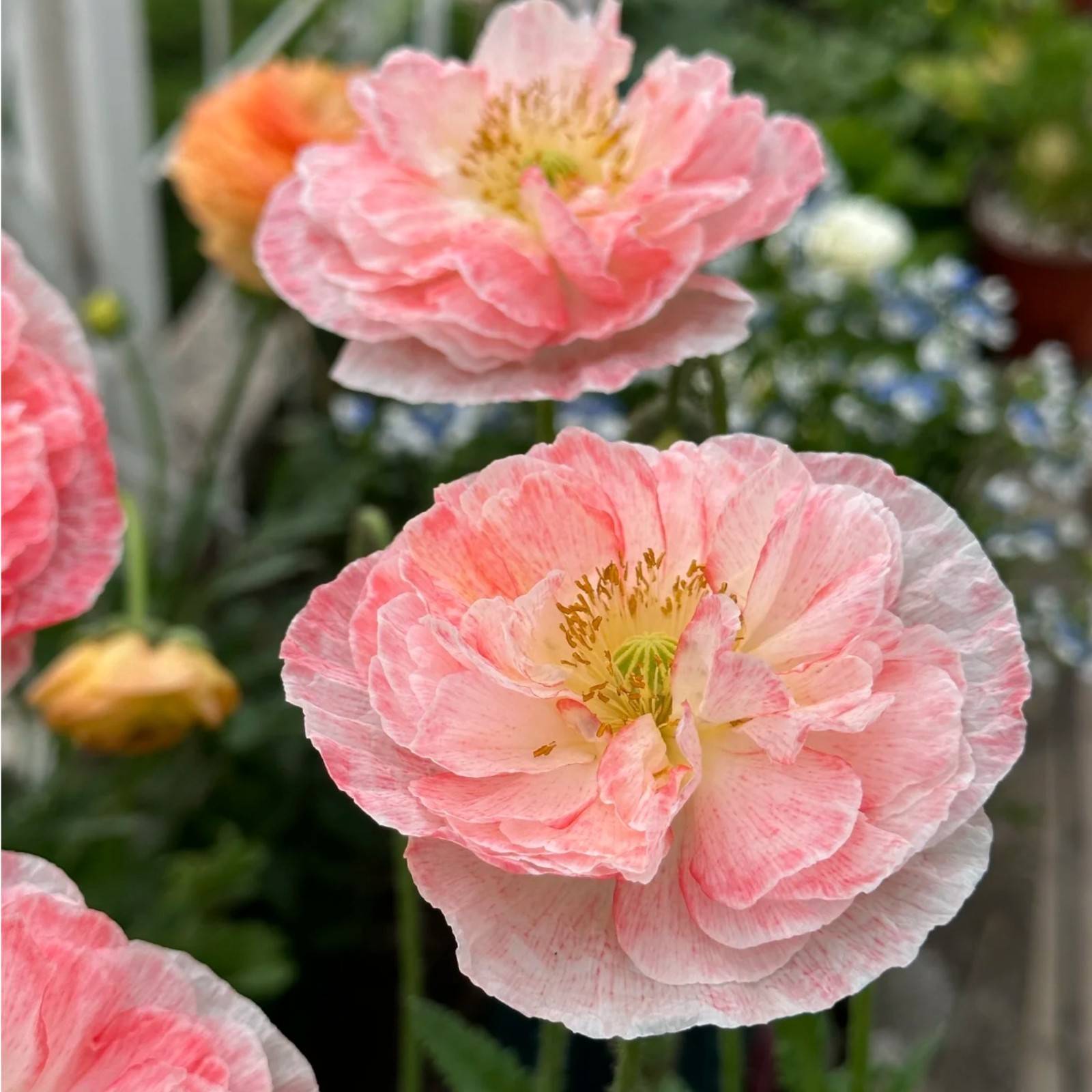 1000 Double Light Pink Poppy Seeds – Heirloom Papaver Mix for Zones 3–10