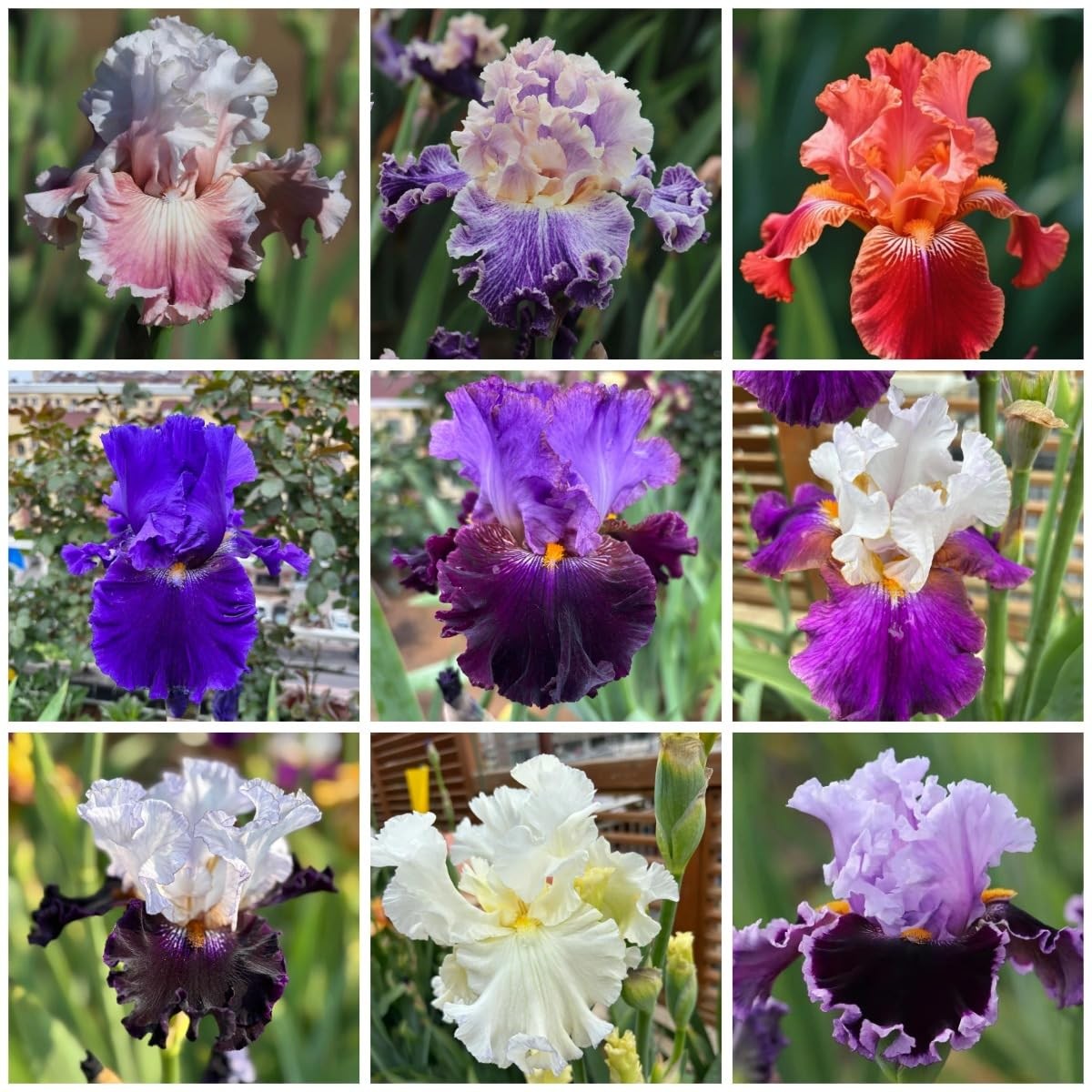200+ Mixed Iris Flower Seeds – Rare & Beautiful Heirloom Varieties, Perennial…