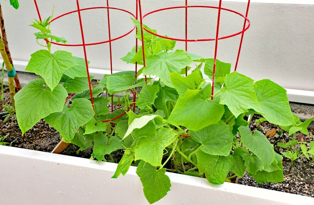 31+MINIATURE Sweet White Bush CUCUMBER Seed Container Vegetable Garden Organic