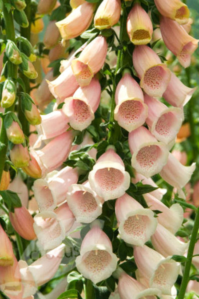 Peach Foxglove Seeds, Apricot Foxgloves, Heirloom Flower Seed, Tall Spikes 100ct