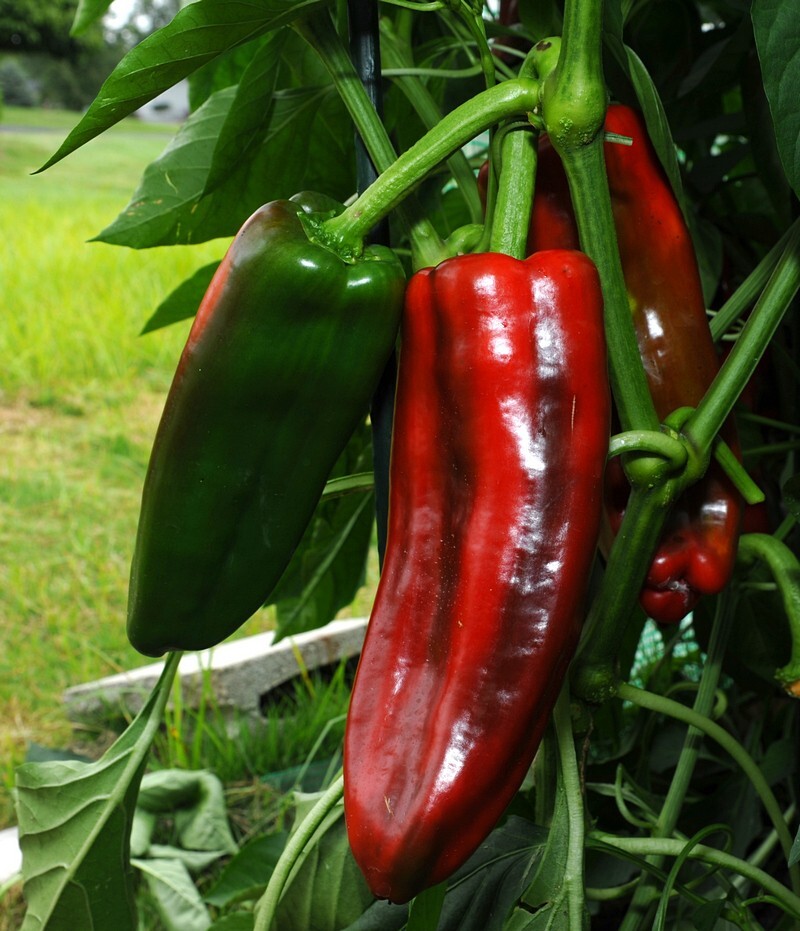 30 Giant Marconi Sweet Pepper Seeds