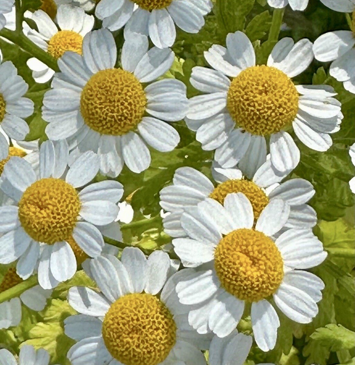 Feverfew, Tanacetum Parthenium – 200 Seeds 2024 – USA