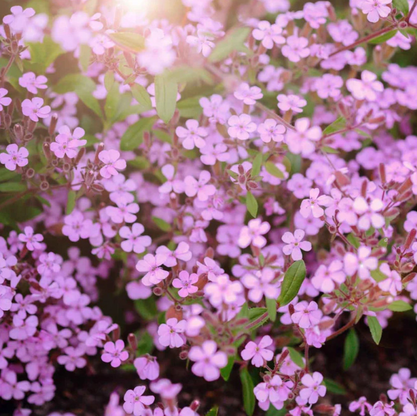 Landscaper’s Pack ULTIMATE GROUNDCOVER MIX w/ Perennials Non-GMO 5000 Seeds