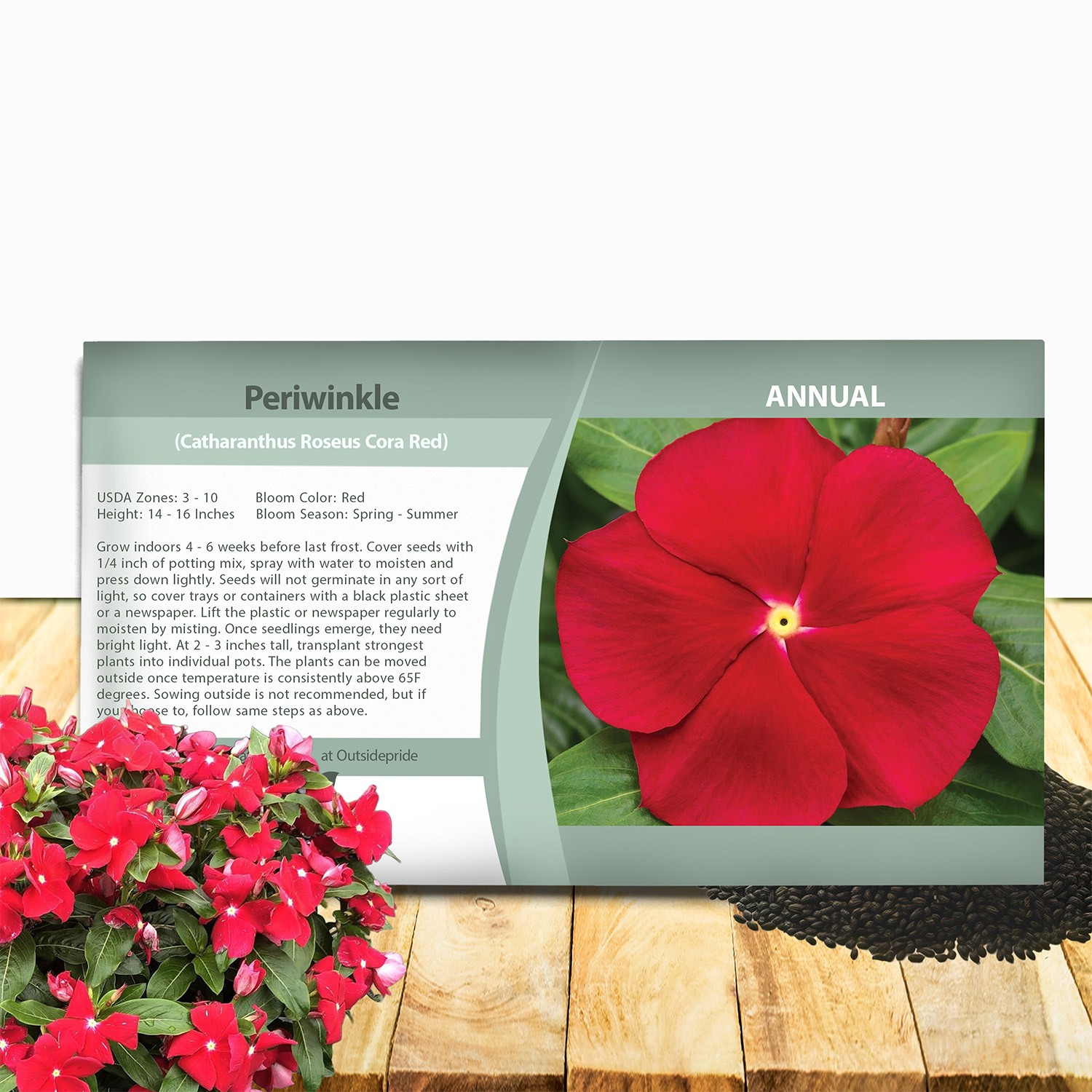 50 Seeds Drought Tolerant Upright Red Vinca Flower Seeds For Containers