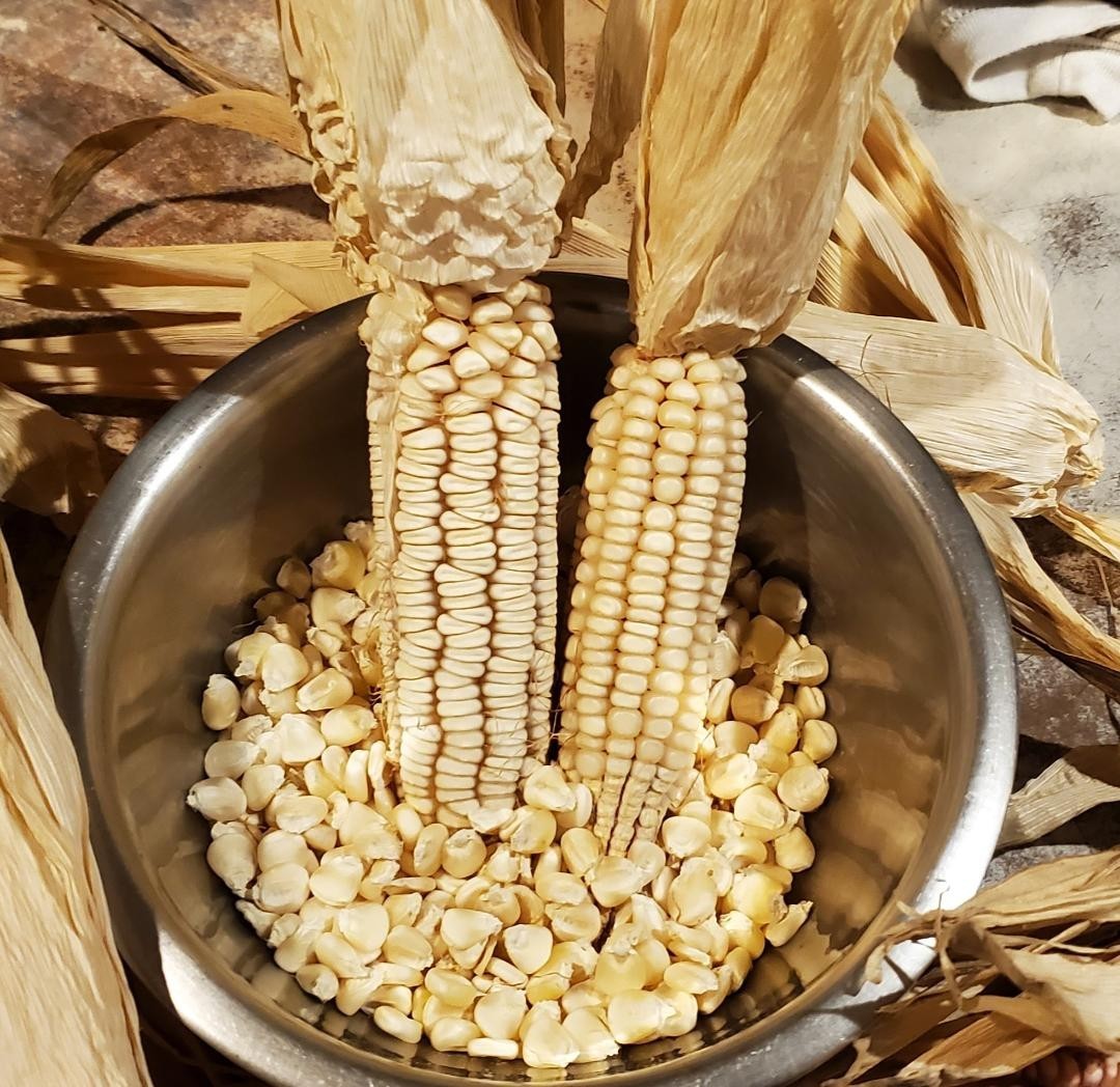 Nitrogen Fixing corn seed! Very rare! 25 seeds, white kernel large ears