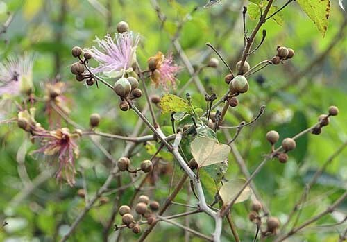 Capparis zeylanica | Ceylon or Indian Caper | 10 Seeds