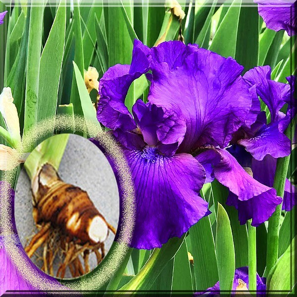 Tall Bearded Iris His Royal Highness Iris 2” – 3” Rhizomes Plant Bulb