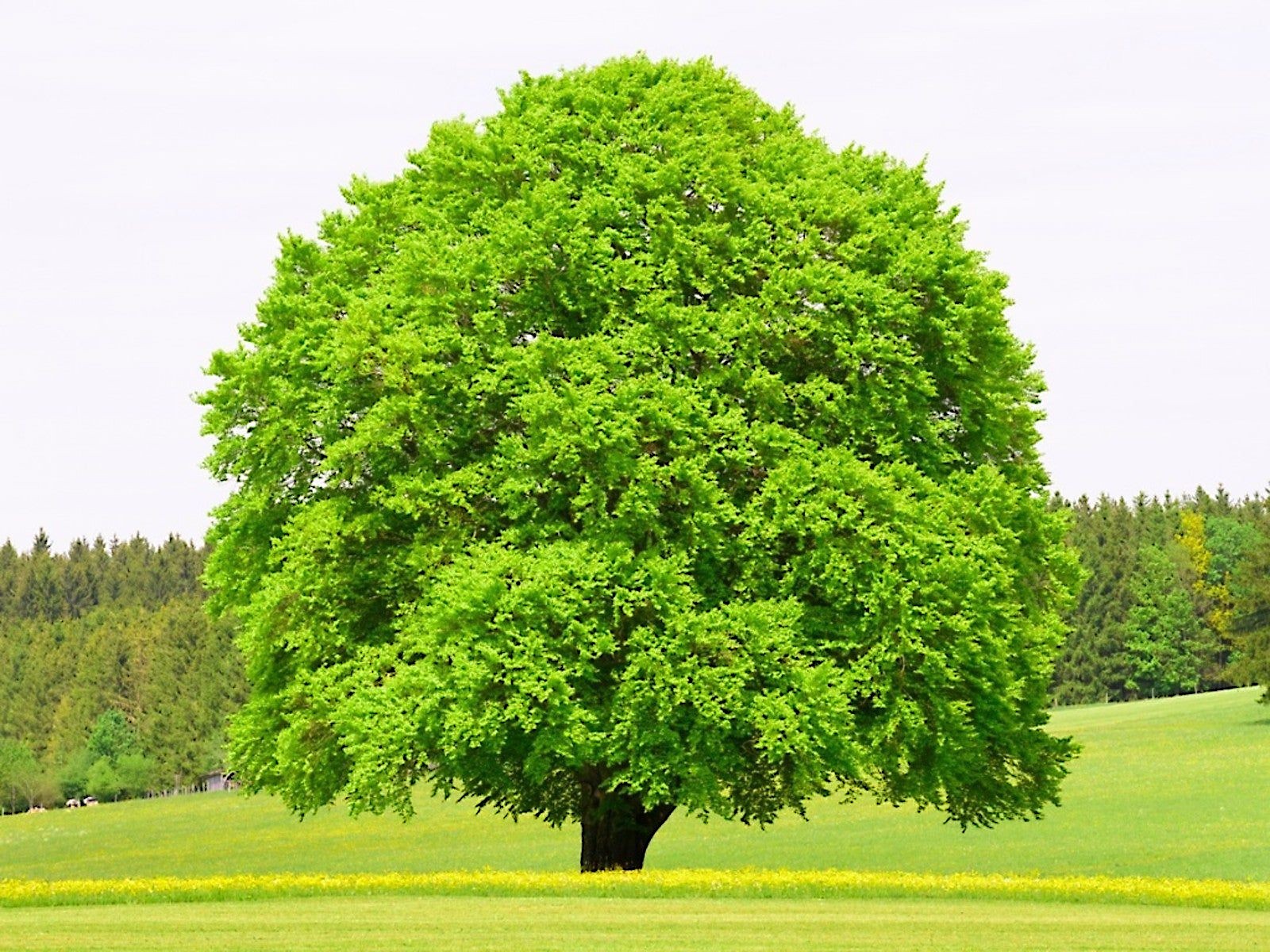 100 American Beech Tree Seeds (Fagus grandifolia) Hardy Zones 3-9 Fresh Nov. 25