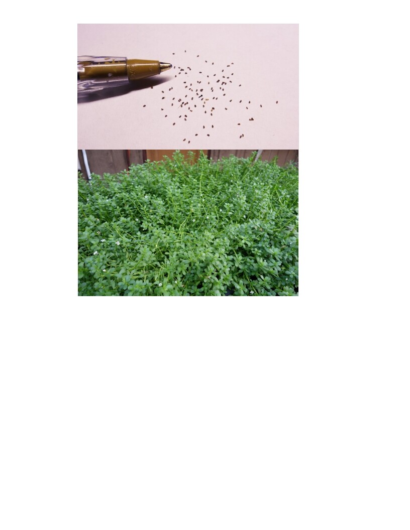75 REAL Bacopa Monnieri SEEDS – Aquarium Aquatic Pond Plant Brahmi Water Hyssop