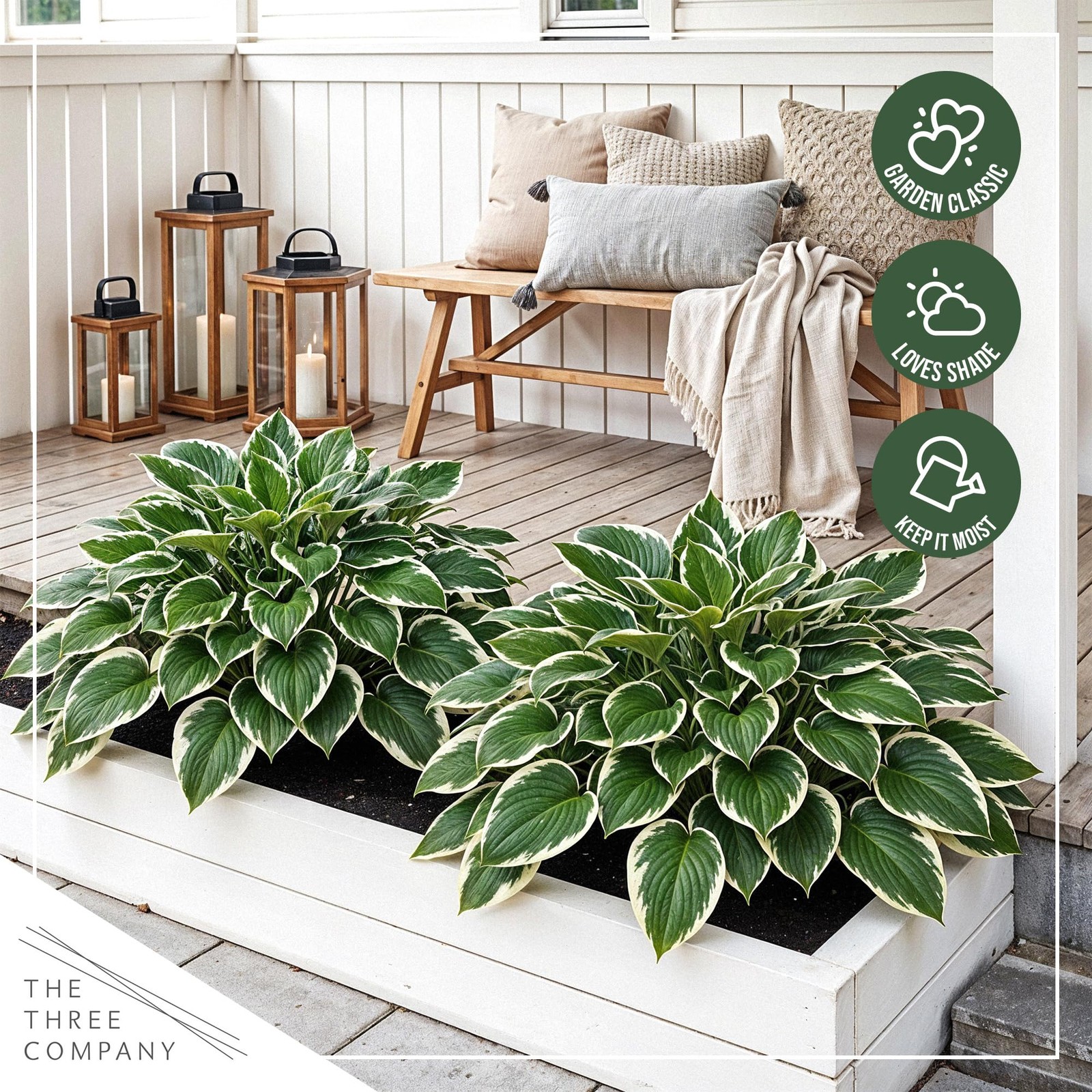 Perennial Hosta Patriot 3 Plants Per Pack Accent Plant 10″ Tall 4″ Wide 1 Qt Pot