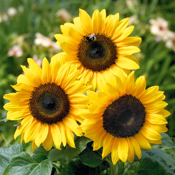 Sunflower Seed: Grey Striped Mammoth Sunflower Seeds Fresh Seed FREE Shipping