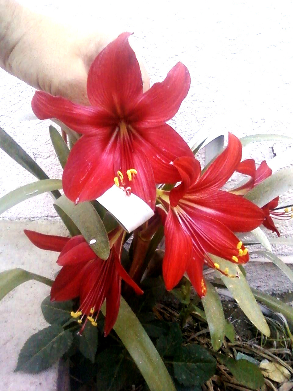 2 RARE Amaryllis Cross HIPPEASTRELIA Durga Pradhan bulb
