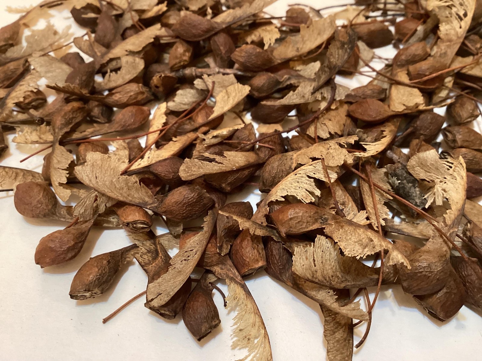 Sugar Maple Seeds Acer Saccharum Rock Maple Hard Maple Tree Seeds Pack