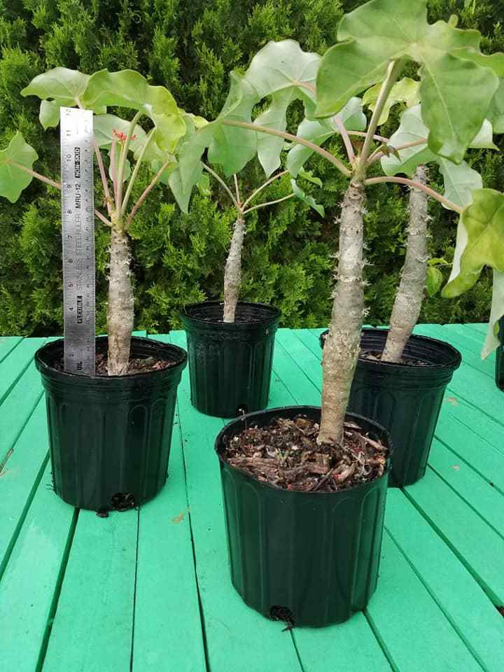 Live Plant or seeds ! RARE ! Buddha Belly Plant BONSAI Succulent Caudex