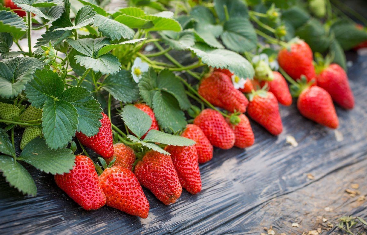 50+ Sweet Red Strawberry seeds (traditional variety) Fruit seeds Free shipping