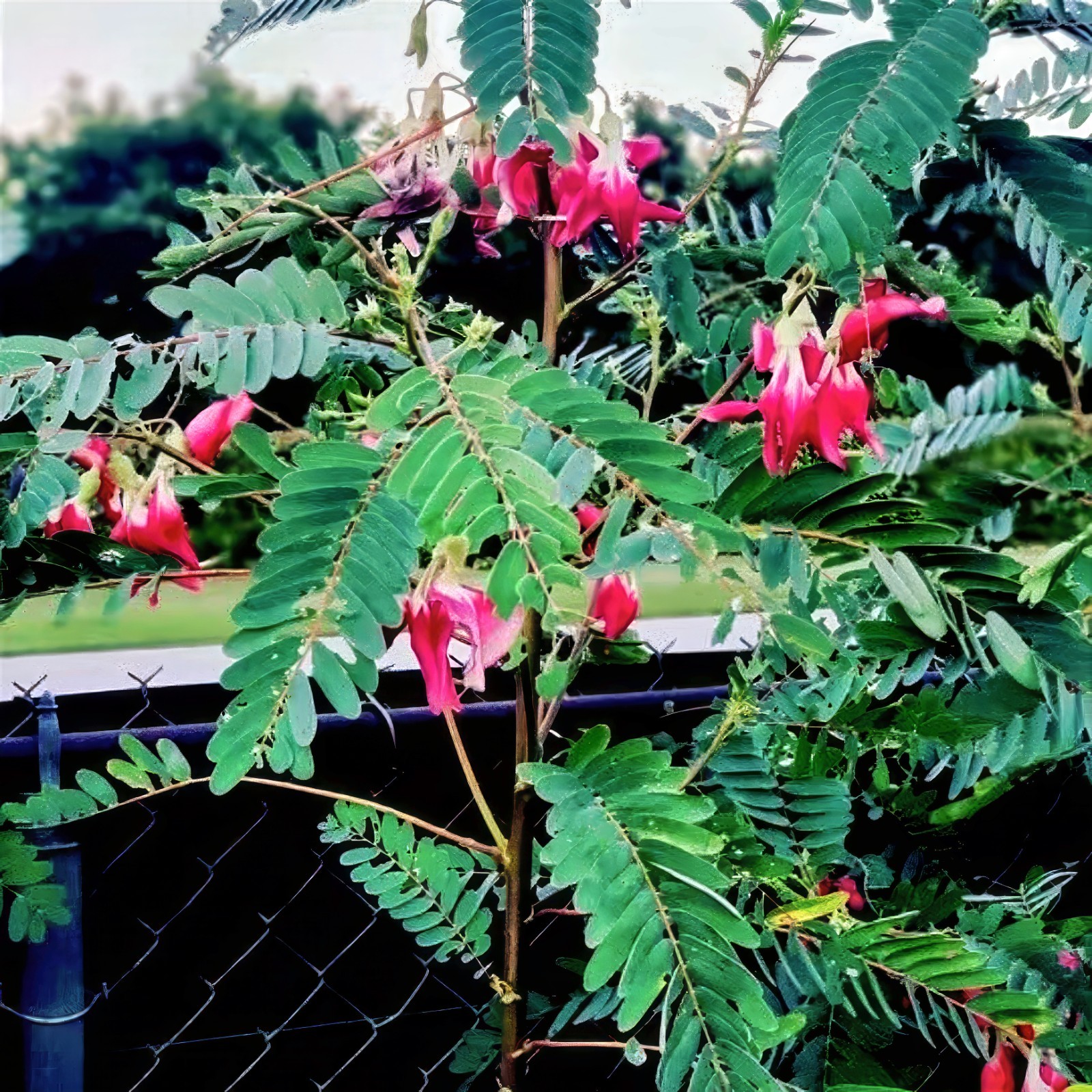 20 Hummingbird Tree Seeds (Sesbania grandiflora) “Agati” Flower Plant Fast RARE