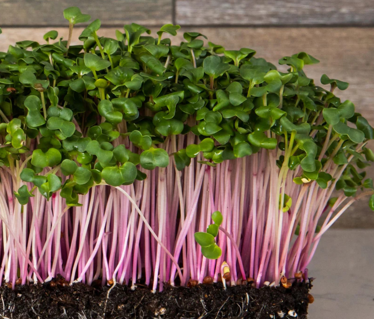 Organic MICROGREEN Seeds | Fresh Heirloom Non GMO Sprouting Seeds