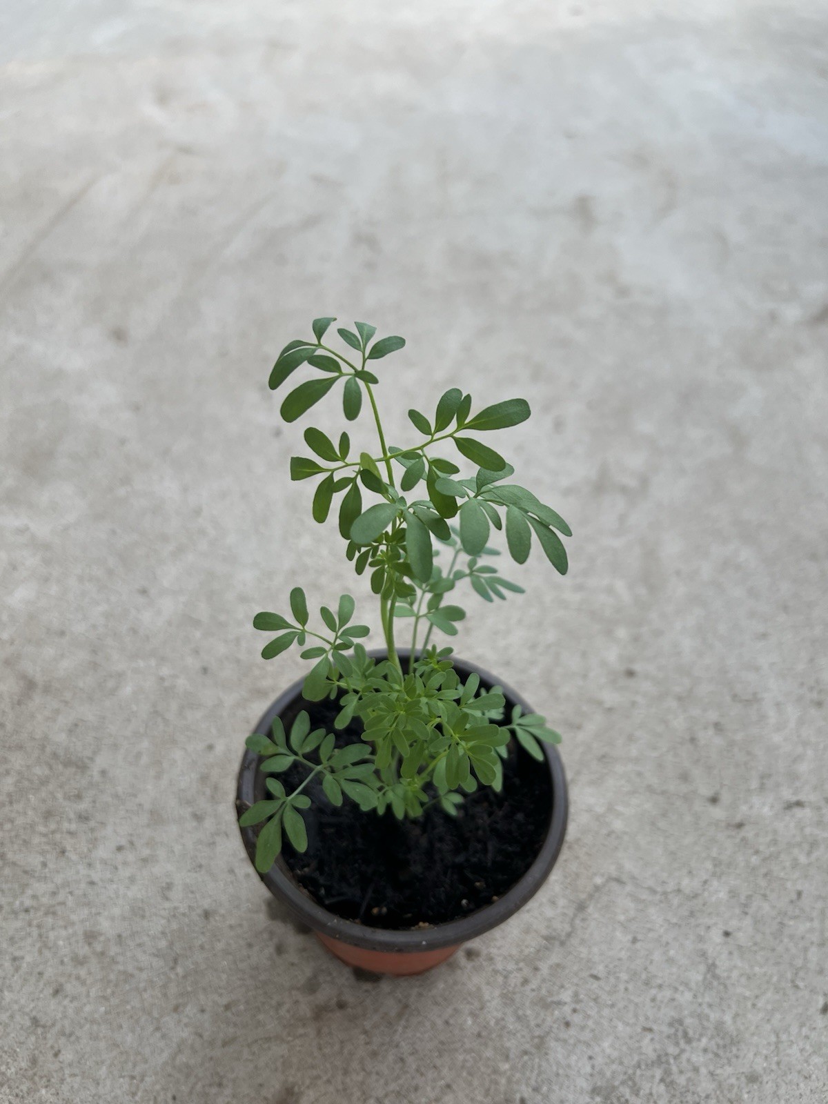 1 Common Rue Plant With Pot 6” Ruda Ruta Graveolens Live Plant Ready To Plant