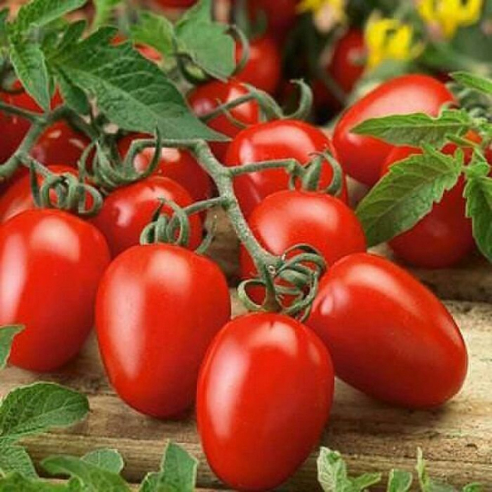 1oz Italian Roma VF Tomato Seeds – (Approx 10,000 Seeds) Non-GMO – Always Fresh