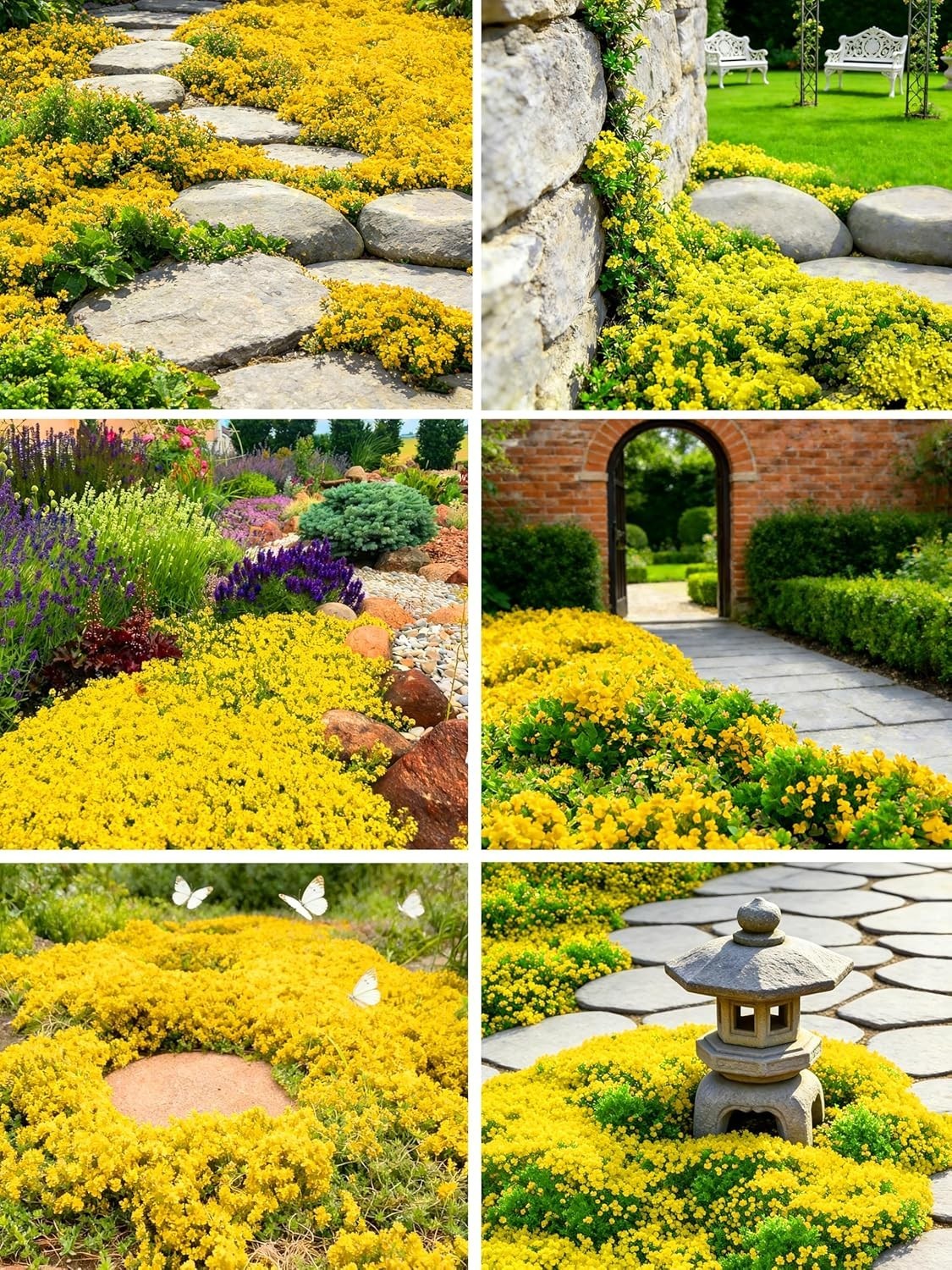 20000+ Bright Yellow Creeping Thyme Seeds Ground Cover-Low Maintenance Perenn