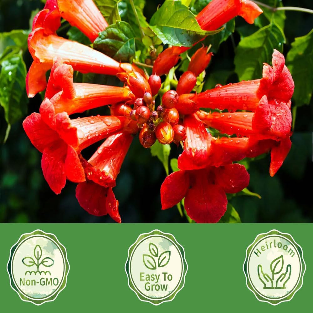 100+Hummingbird Trumpet Vine Plant Seeds-Trumpet Creeper Seeds Non-GMO Heirloom