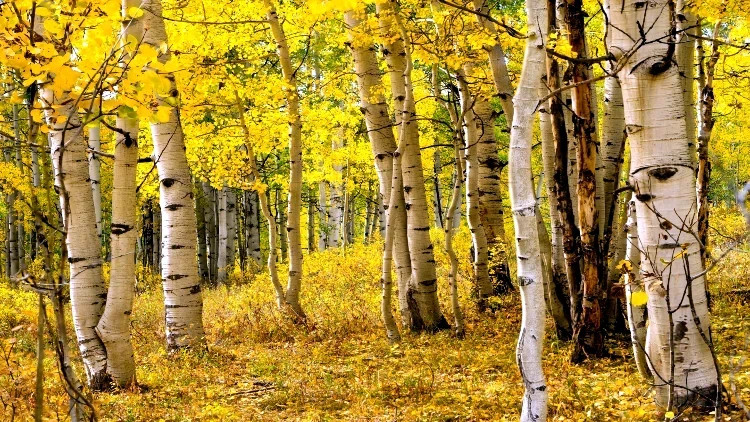 Quaking Aspen Tree Seeds (Populus tremuloides) Cold Hardy Golden Fall Tree