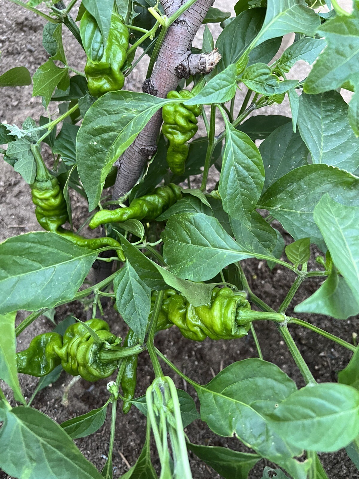 30+ Chili Pepper Seeds 30多粒螺丝椒种子2023年新种子