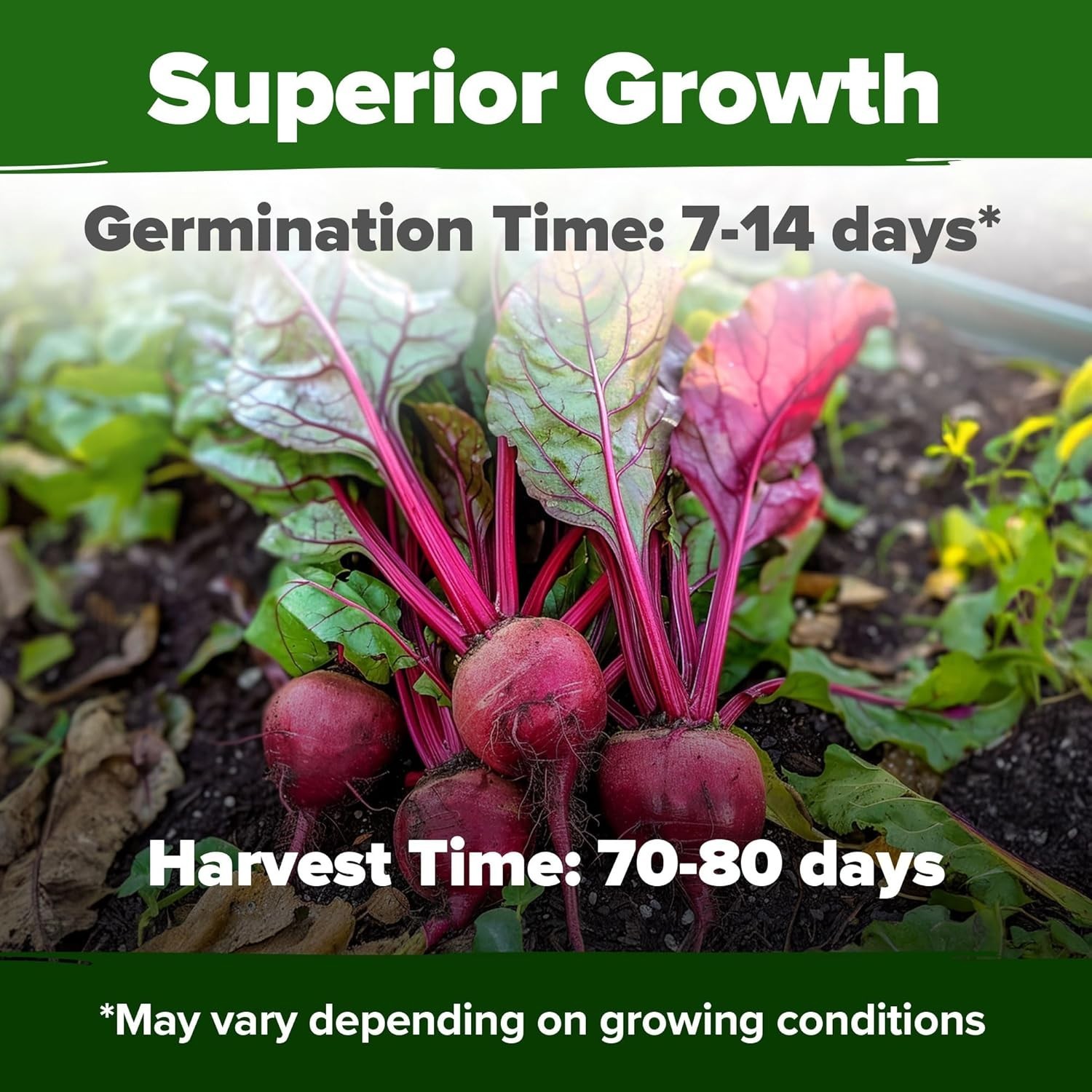 Detroit Dark Red Beet Seeds 2 Pack – Non-GMO, High Germination for Easy Growing