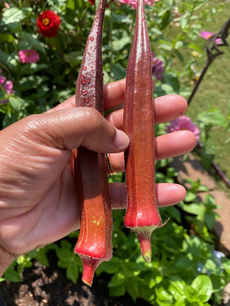 50+ Red Burgundy Okra Seeds – NON GMO — Heirloom — FRESH
