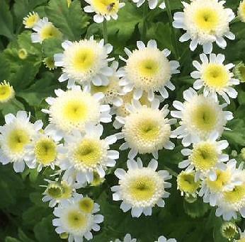 Tanacetum parthenium Matricia parthenium White Stars 2,500 seeds
