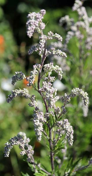 Artemisia vulgaris | Common Mugwort | Sailor’s Tobacco | Felon Herb | 20 Seeds