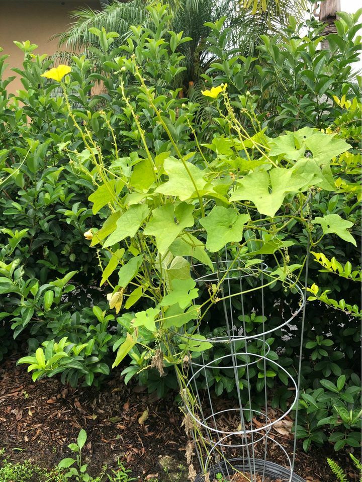 20 LOOFAH SEEDS ORGANICALLY GROWN IN FLORIDA. GROW YOUR OWN SPONGES