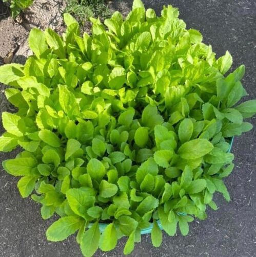 300+ PCS GREEN MUSTARD SEEDS, HẠT CẢI BẸ XANH | HIGH GERMINATION |