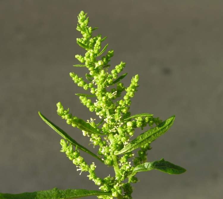 Organic Epazote seeds Chenopodium ambrosoides 1 GRAM-OVER 4,000 SEEDS! SEMILLAS