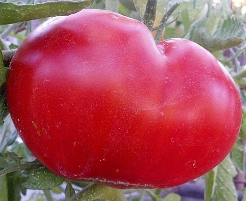 Tomato MORTGAGE LIFTER Large Beefsteak Indeterminate Heirloom Non-GMO 50 Seeds!