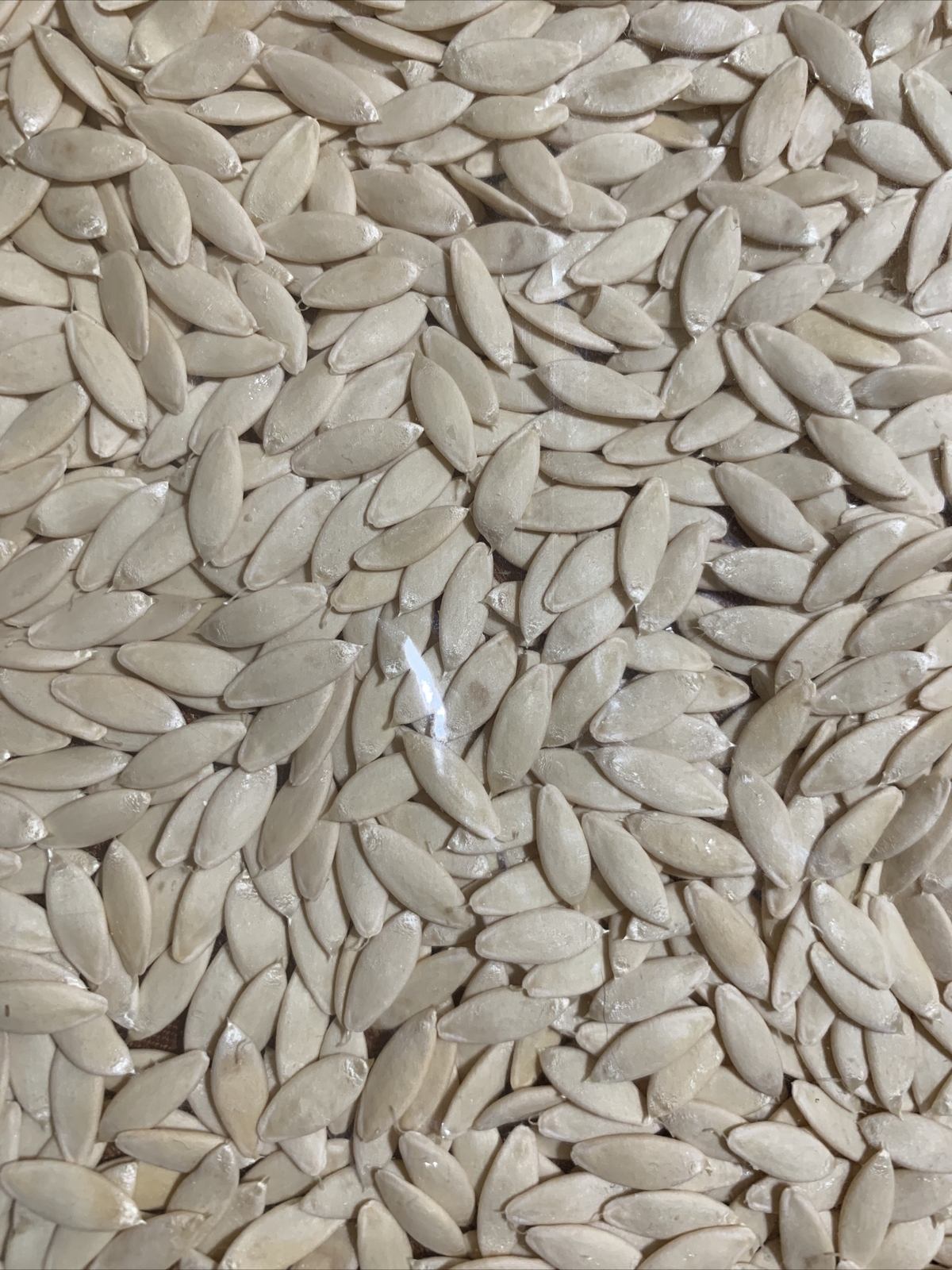 25 organic Asian White /Green Sweet Crisp Cucumber seeds (2023 summer) 新鲜水果黄瓜种子