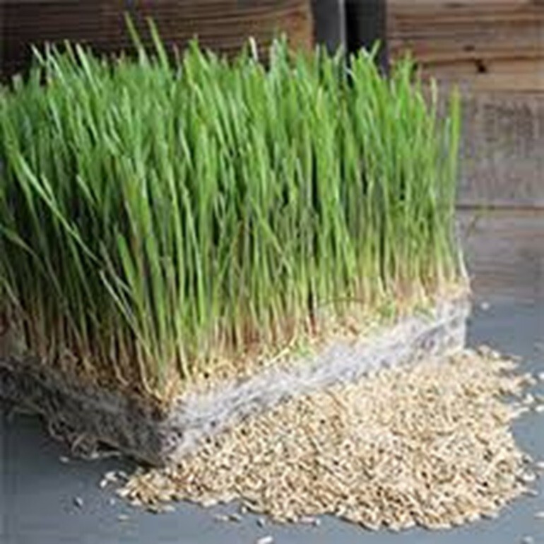 Cat Grass Seeds choose Rye, Oat or Blend seeds Quick Growth FAST Free Shipping
