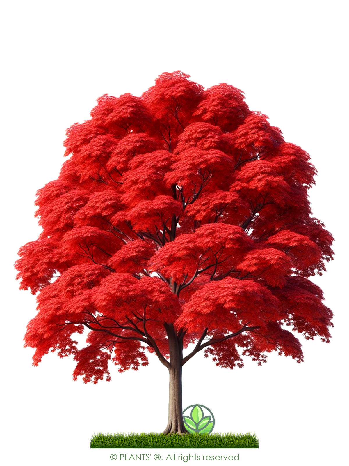 Northern Red Maple Tree | Premium Seeds | Acer rubrum ‘Fall’ | Plants’®