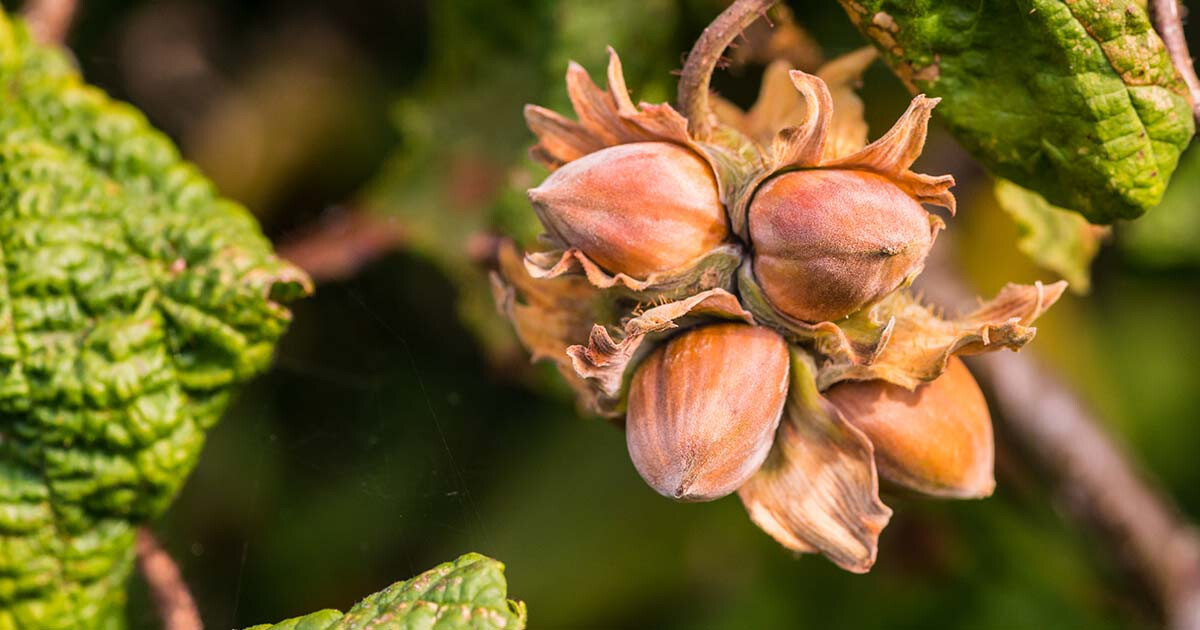 American Hazelnut Seeds (20) / ORGANIC / DELICIOUS / FLORIDA GROWN