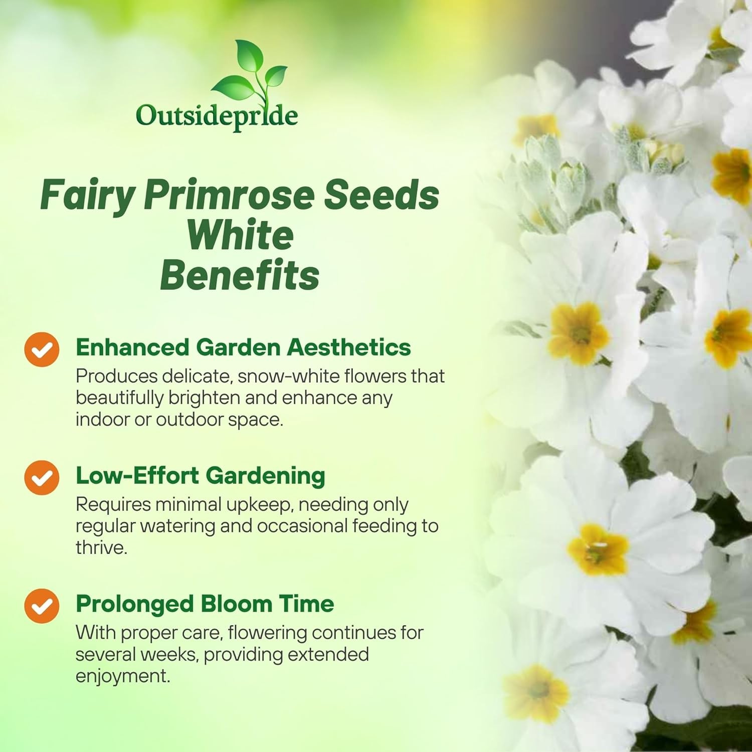 1000 Seeds Fairy Primrose Seeds – Primula Malacoides White Flower Seeds