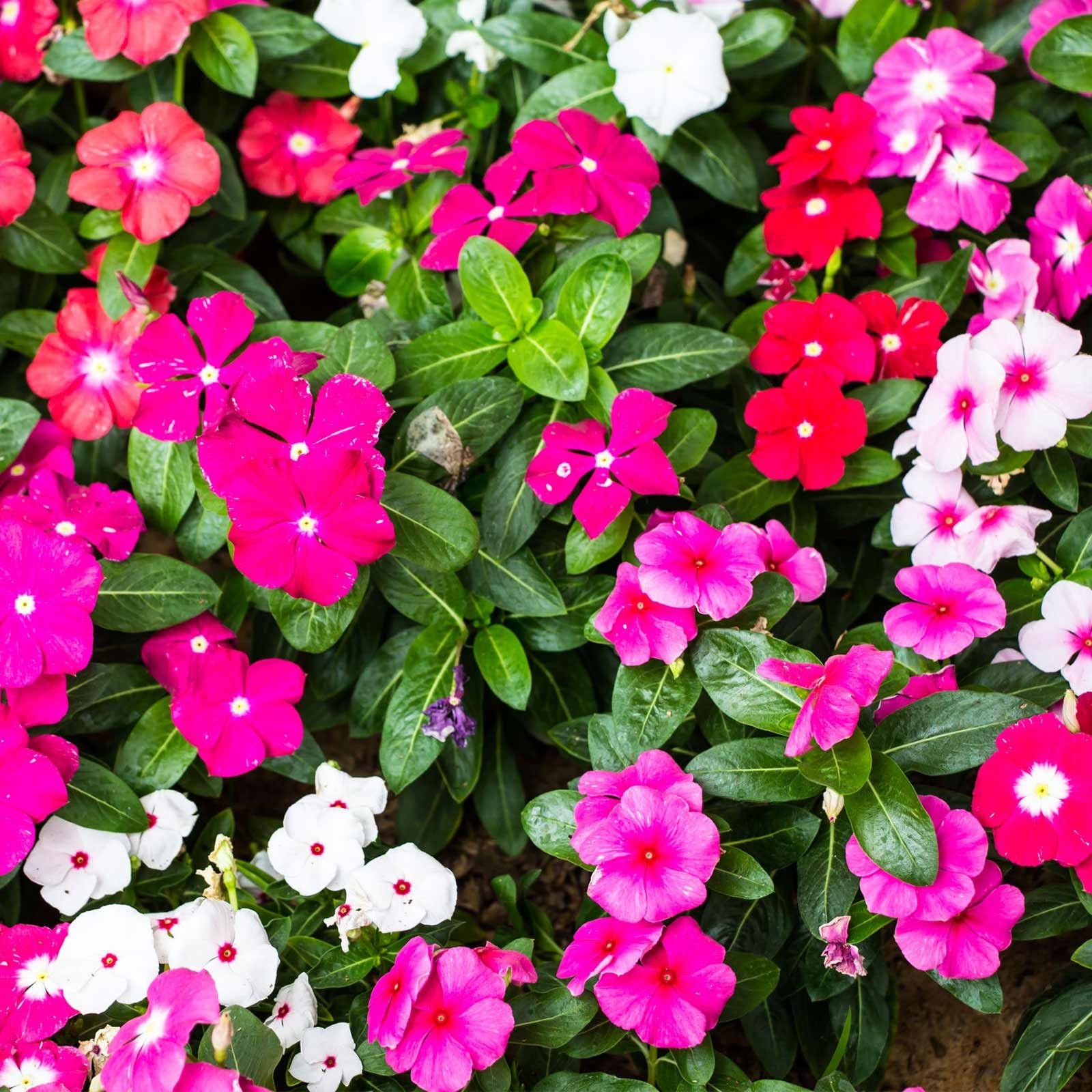 : Seeds Periwinkle Madagascar Mix/Vinca Rosea/Perennial Flowers