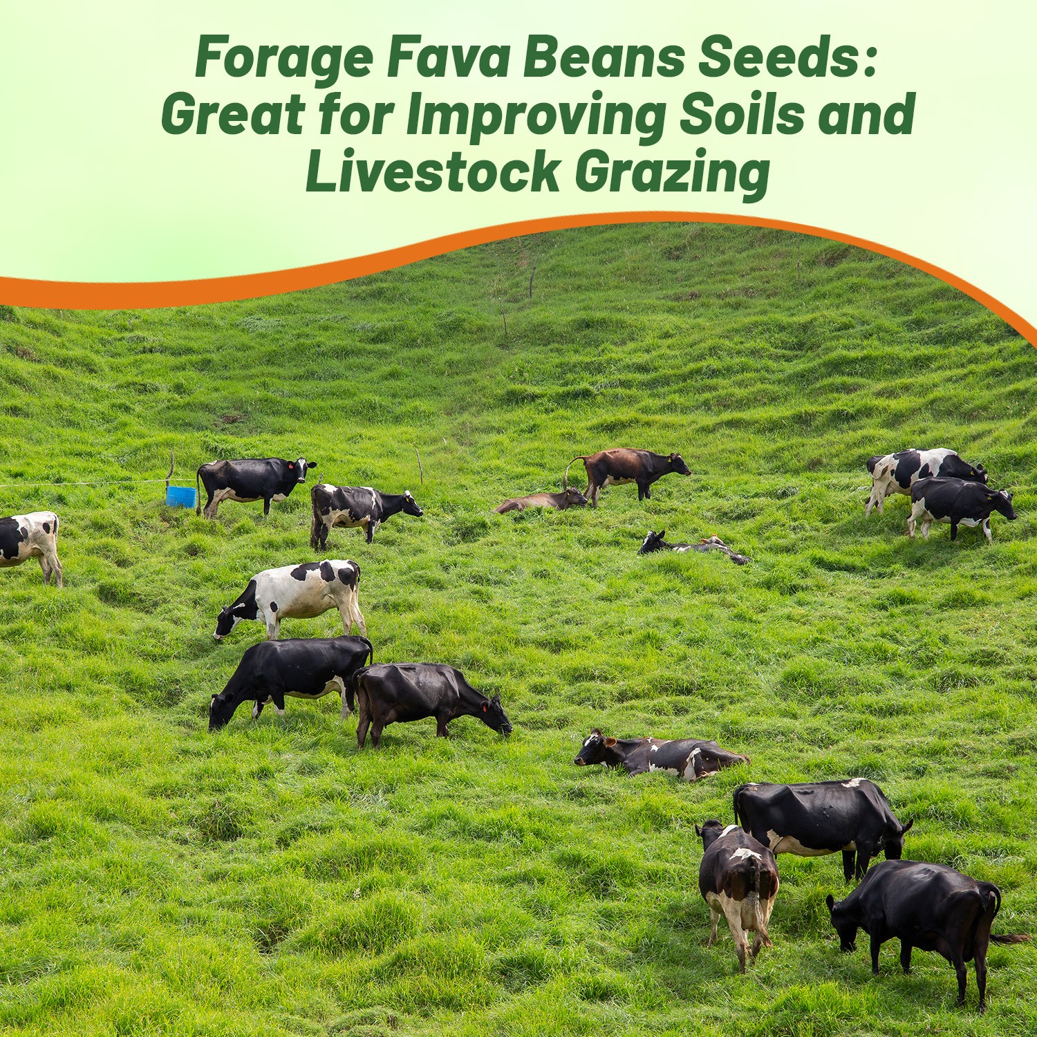 1 LB Fava Bean Seeds For Cover Crops & Food plots