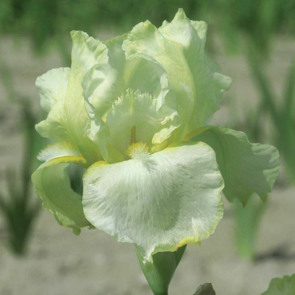 Sun Devil Bicolor Bearded Iris Rhizome, Yellow & Purple Flowering Plant, Root