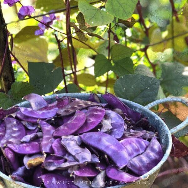 Purple Hyacinth Bean Vine Lablab Purpureus 12 Seeds Fast Grow Flower Plant BOGO