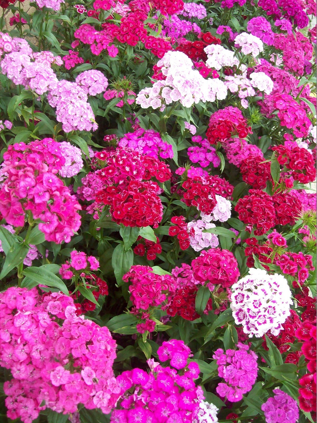 SWEET WILLIAM FLOWER SEEDS 500+ mixed colors REDS pink PURPLE white BIENNIAL