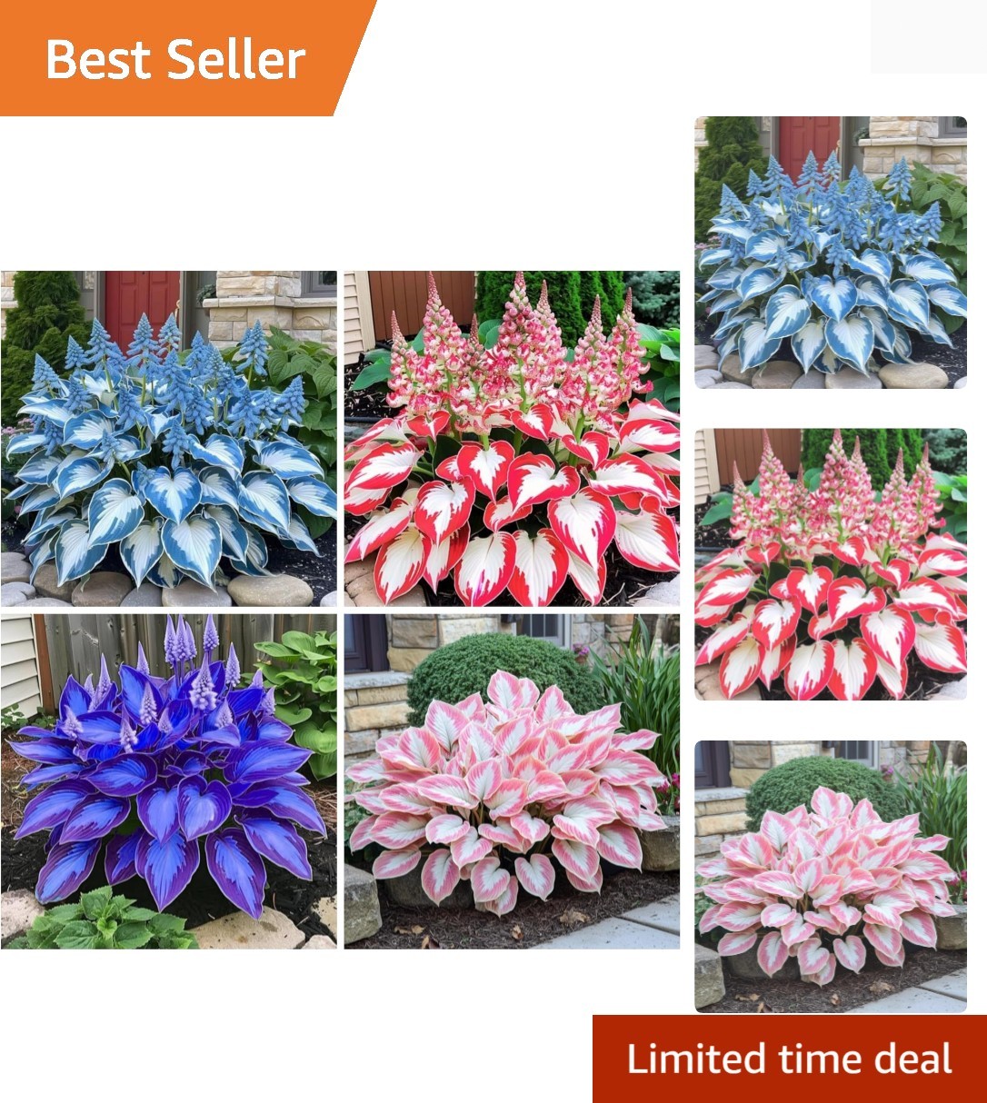 Vibrant Hosta Seeds – 200+ Count, Low Maintenance for Spectacular Gardens
