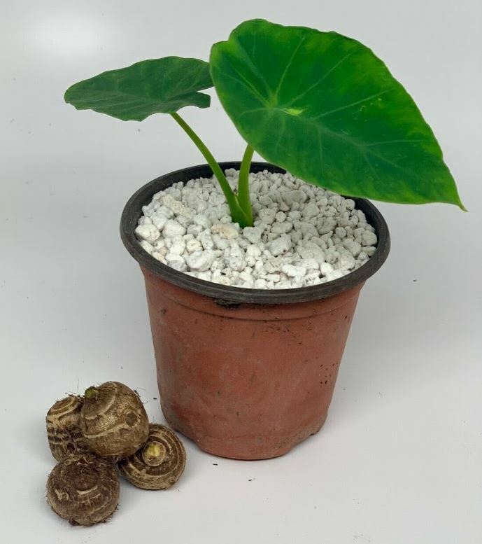 10 LIVE Elephant Ear Taro Kalo Eddo Colocasia Esculenta Gabi Bulb READY to GROW