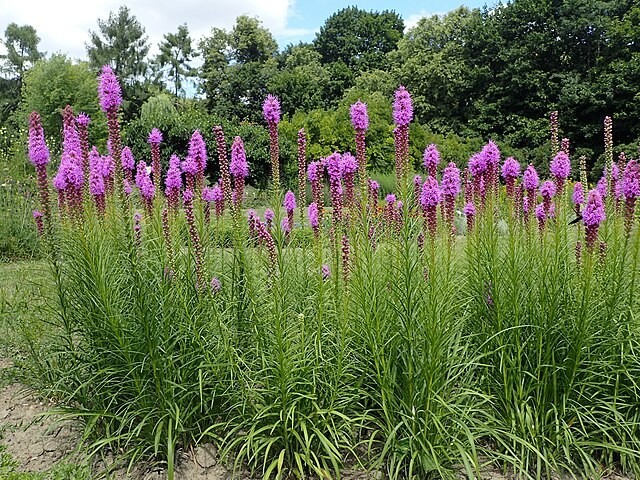 Liatris spicata | Blazing Star | 10 Seeds