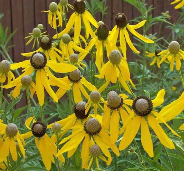 Coneflower PRAIRIE Pollinator Wild Flowers Biennial, Perennial Non-GMO 500 Seeds